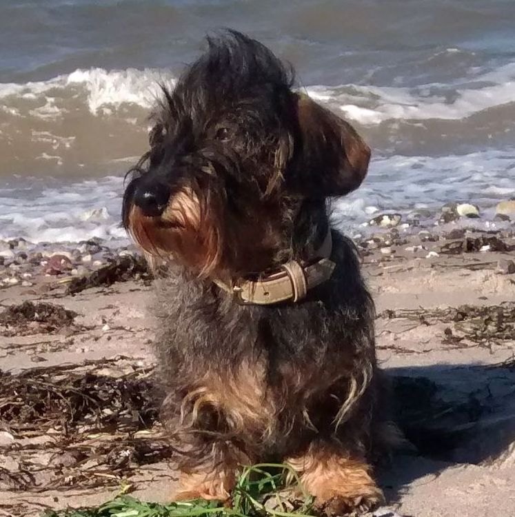 Mietje, eine Zwergrauhaardackelhündin, im Wind.